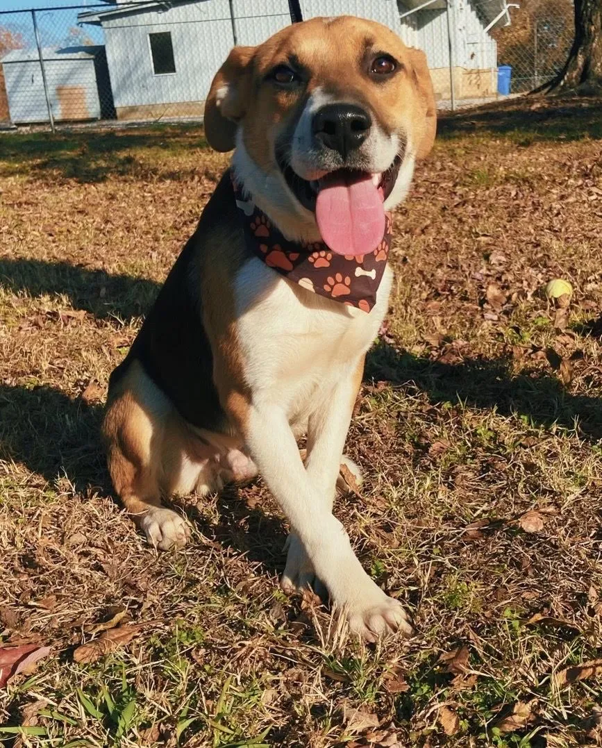 NEA Veterinary Clinic Veterinarian in Corning, AR